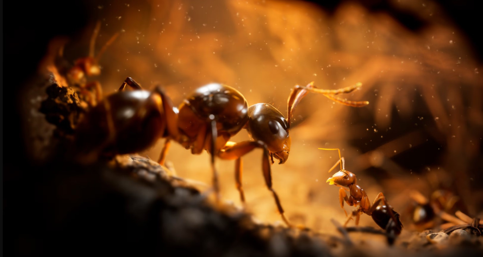 Službeno najavljena igra Empire of the Ants: Otkrijte misteriozni svijet mravojeda u 3D formatu